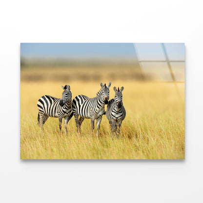 Herd of Zebras on Long Grass Land Acrylic Glass Print Tempered Glass Wall Art 100% Made in Australia Ready to Hang