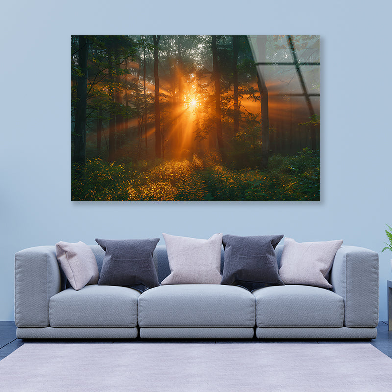 Sunlight Shining Through the Trees Acrylic Glass Print Tempered Glass Wall Art 100% Made in Australia Ready to Hang - Bella Home Decor