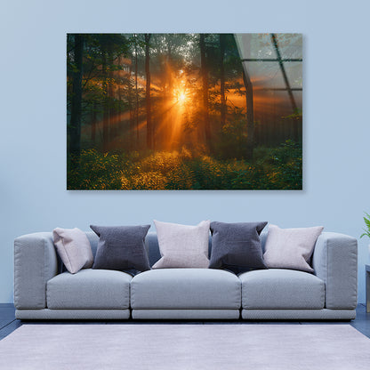 Sunlight Shining Through the Trees Acrylic Glass Print Tempered Glass Wall Art 100% Made in Australia Ready to Hang - Bella Home Decor