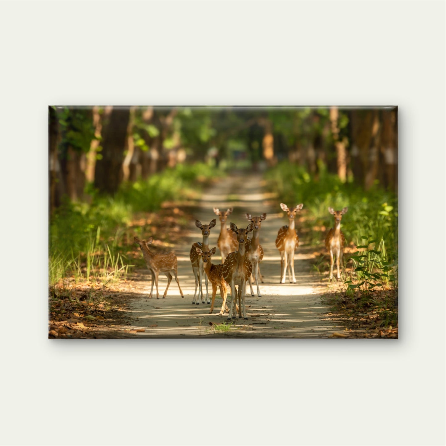 Spotted Deer Family Forest Wildlife Safari Wall Art Decor 100% Australian Made