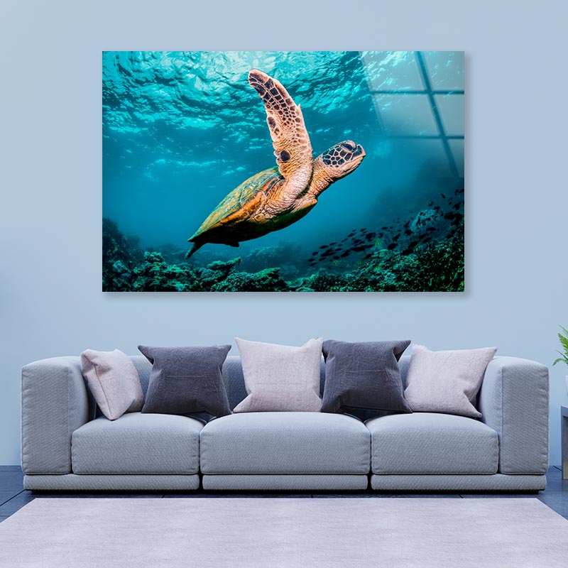 Graceful Swimming Sea Turtle Acrylic Glass Print Tempered Glass Wall Art 100% Made in Australia Ready to Hang