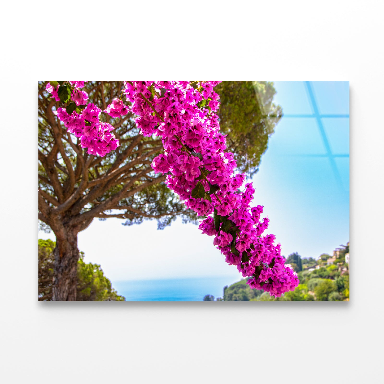 Branch Of Bougainvillea Flowers Acrylic Glass Print Tempered Glass Wall Art 100% Made in Australia Ready to Hang - Bella Home Decor