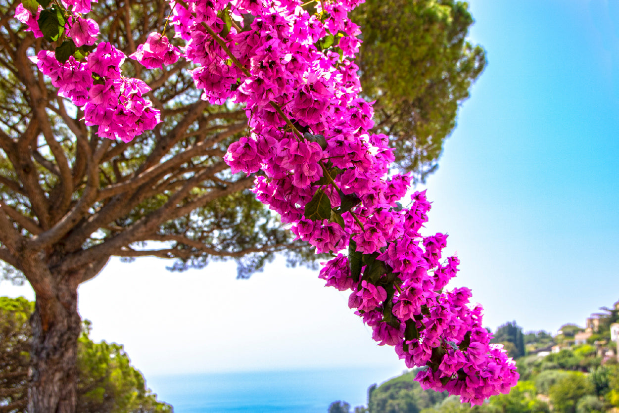 Branch Of Bougainvillea Flowers Home Decor Premium Quality Poster Print Choose Your Sizes - Bella Home Decor