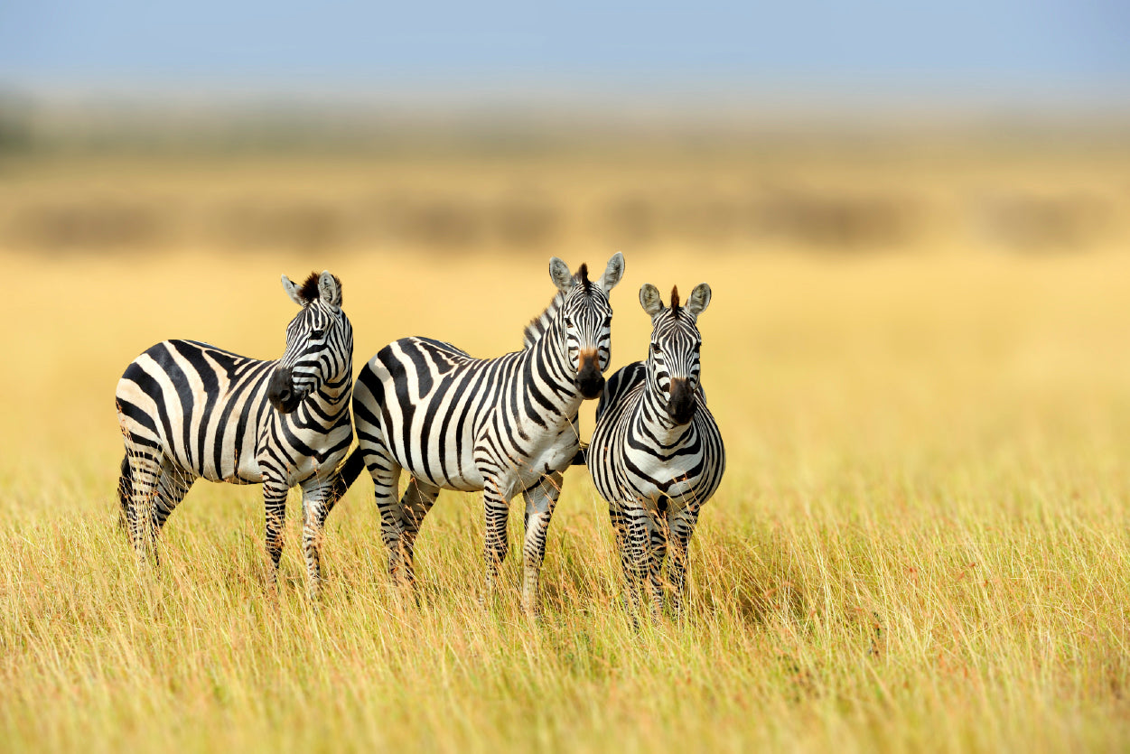 Herd of Zebras on Long Grass Land Print 100% Australian Made