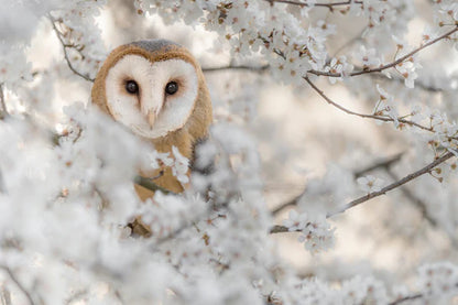 Barn Owl Wrapped by Flowers View Photograph 90x60cm Print 100% Australian Made