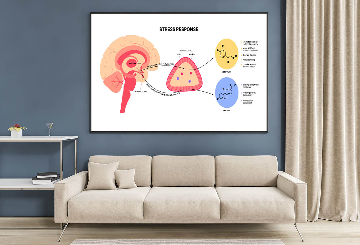 Stress Response System Home Decor Premium Quality Poster Print Choose Your Sizes