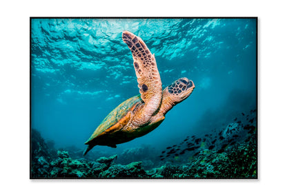 Graceful Swimming Sea Turtle Home Decor Premium Quality Poster Print Choose Your Sizes