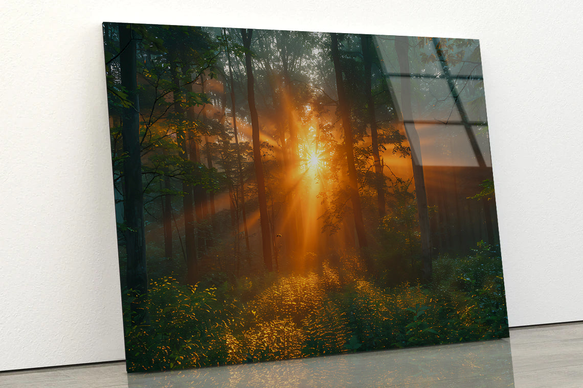 Sunlight Shining Through the Trees Acrylic Glass Print Tempered Glass Wall Art 100% Made in Australia Ready to Hang - Bella Home Decor