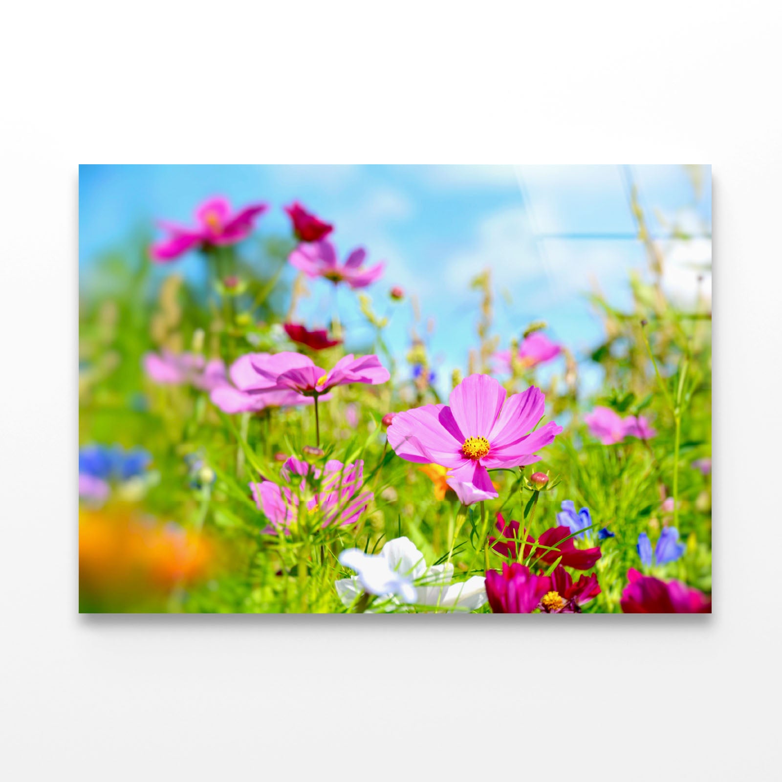 Purple Blumenwiese Sommerblumen Acrylic Glass Print Tempered Glass Wall Art 100% Made in Australia Ready to Hang