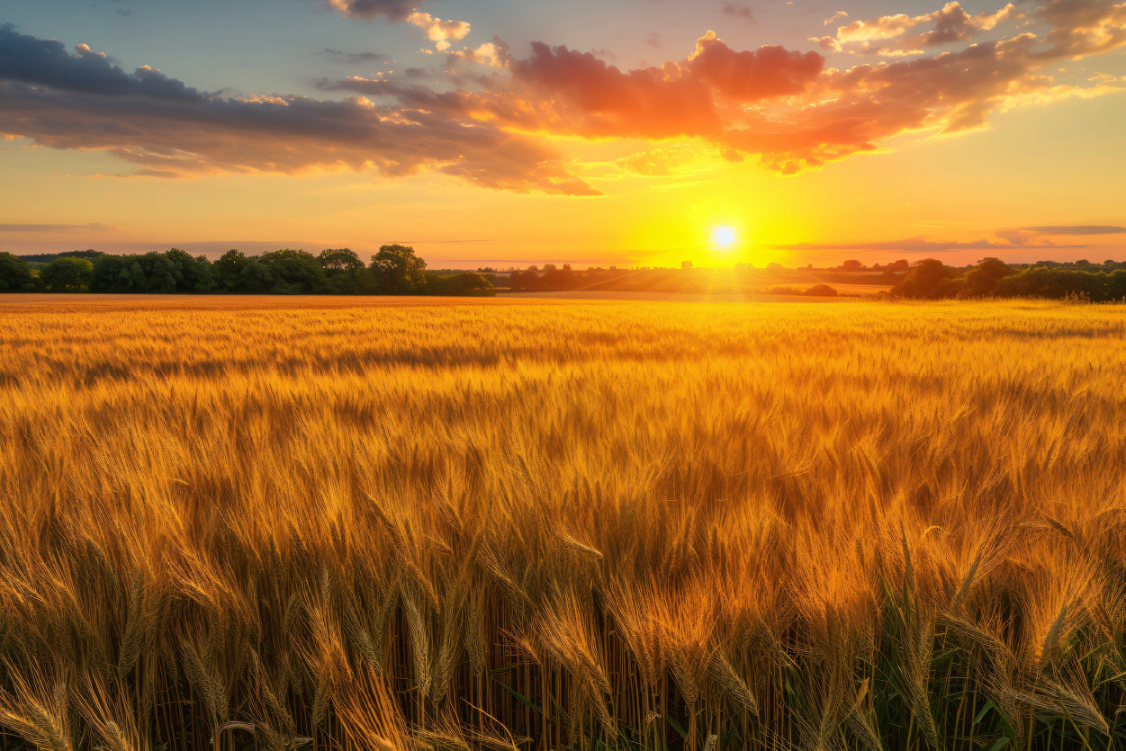 Rainbow Rural Landscape with Wheat Fields At Sunset Print 100% Australian Made - Bella Home Decor