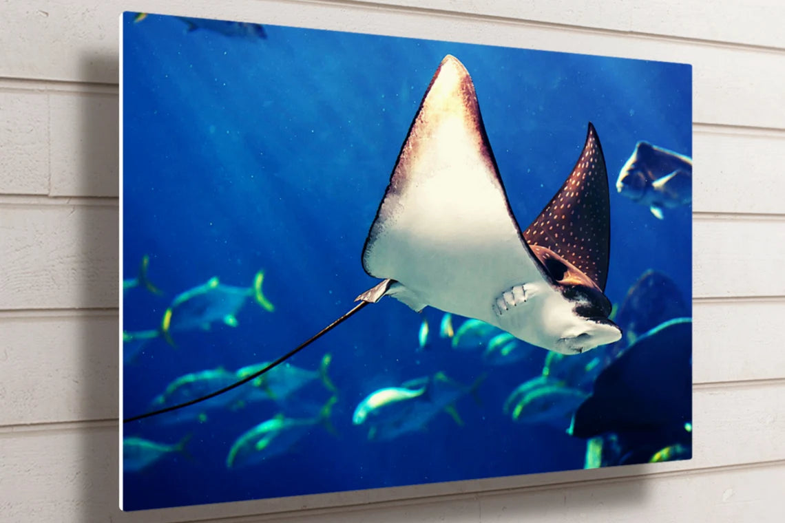 Manta Ray UV Direct Aluminum Print Australian Made Quality