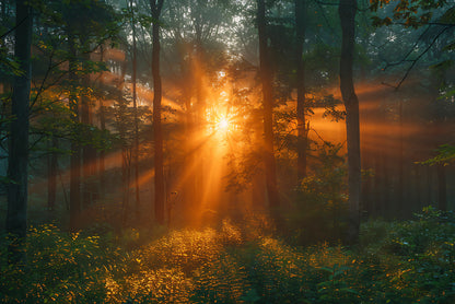 Sunlight Shining Through the Trees Print 100% Australian Made - Bella Home Decor