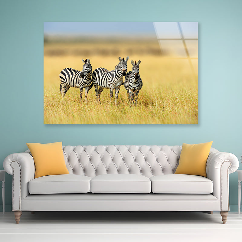 Herd of Zebras on Long Grass Land Acrylic Glass Print Tempered Glass Wall Art 100% Made in Australia Ready to Hang