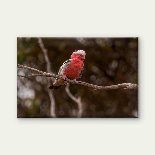 Cute Galah Australia Wall Art Decor 100% Australian Made