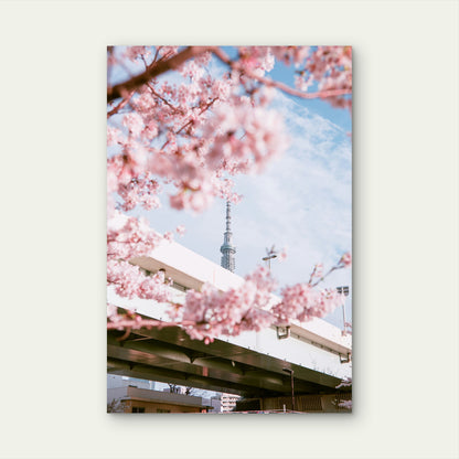 View Of The Tokyo Skytree Framed By Cherry Blossoms 40x60cm Metal Print Ready to Hang