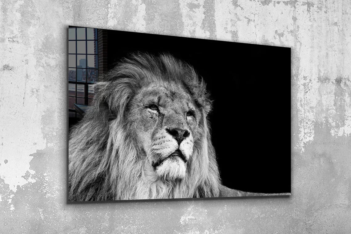 Lion Face B&W View UV Direct Aluminum Print Australian Made Quality