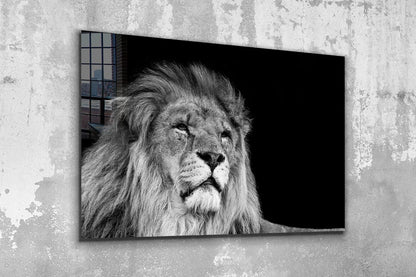 Lion Face B&W View UV Direct Aluminum Print Australian Made Quality