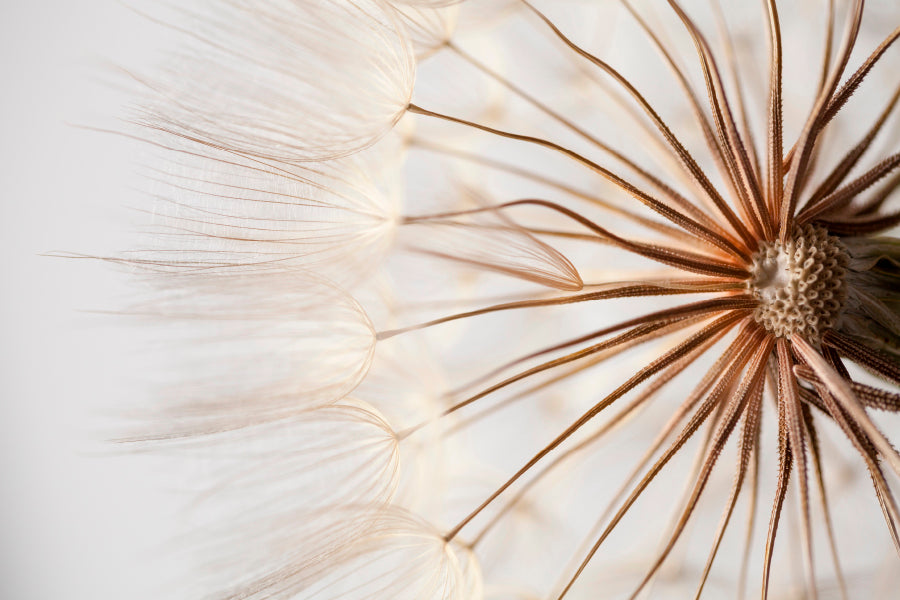 Close Up of a Dandelion with Seeds Wall Art Decor 100% Australian Made