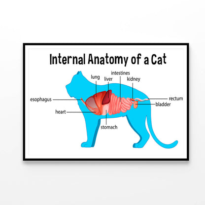 Anatomy Of a Domestic Cat Illustration Home Decor Premium Quality Poster Print Choose Your Sizes