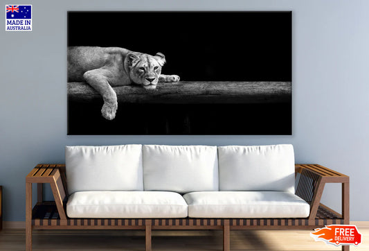 Lioness Laying on a Branch B&W 90x60cm Print 100% Australian Made