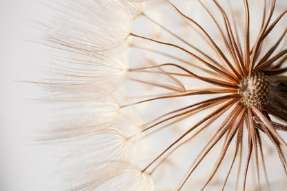 Close Up of a Dandelion with Seeds Home Decor Premium Quality Poster Print Choose Your Sizes