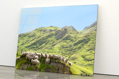 Flock Of Sheep Standing on Knoll With New Zealand Acrylic Glass Print Tempered Glass Wall Art 100% Made in Australia Ready to Hang - Bella Home Decor