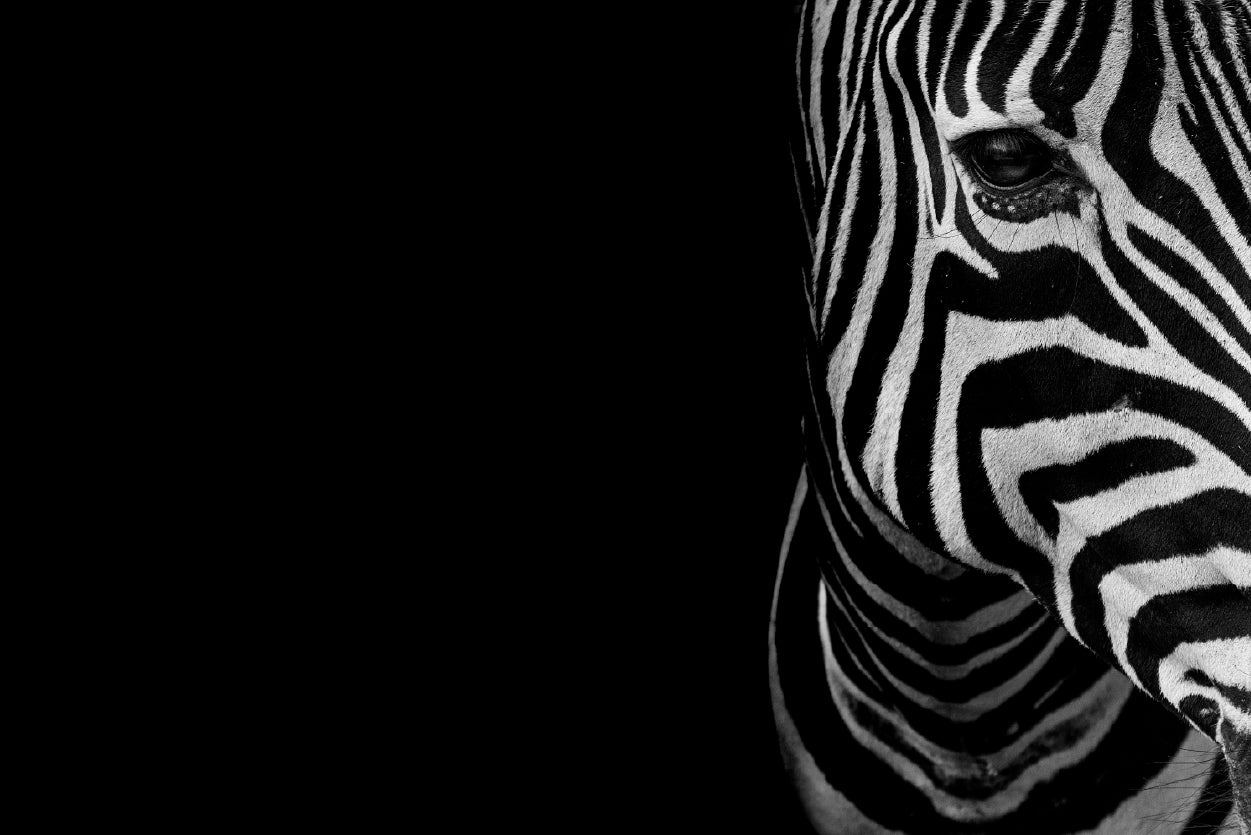 Half Face of Zebra with Black Home Decor Premium Quality Poster Print Choose Your Sizes