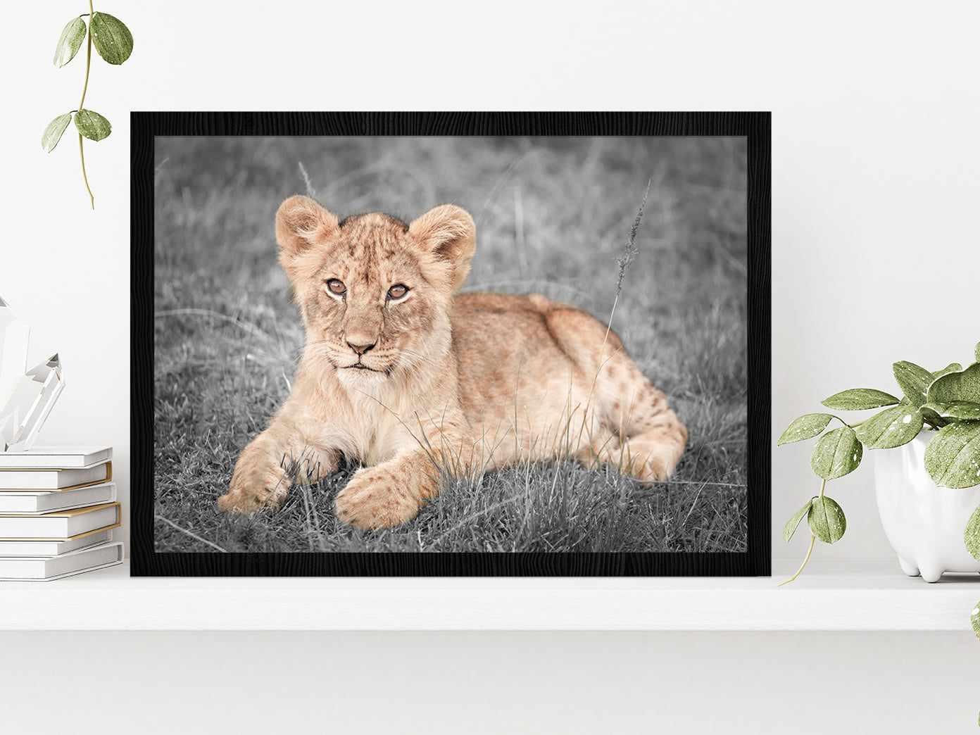 Faded Lion Cub on B&W Grass Field Photograph Glass Framed Wall Art, Ready to Hang Quality Print Without White Border Black