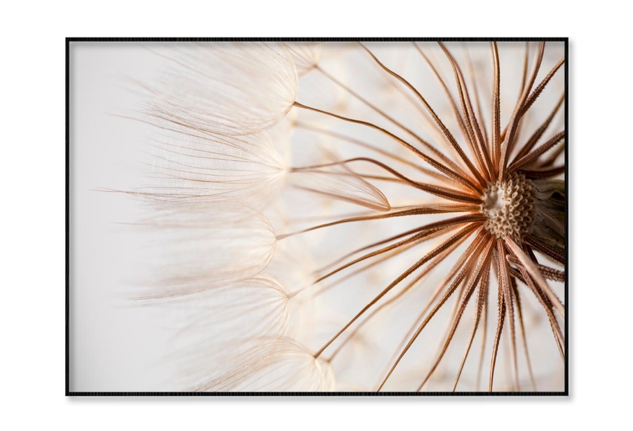 Close Up of a Dandelion with Seeds Home Decor Premium Quality Poster Print Choose Your Sizes