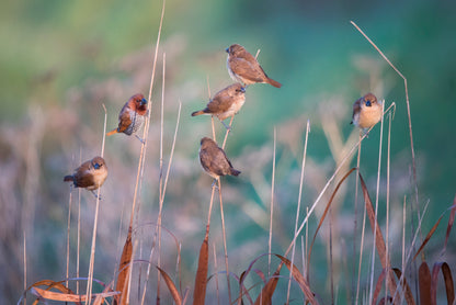 A Group of Birds Perched On a Branch View Home Decor Premium Quality Poster Print Choose Your Sizes - Bella Home Decor