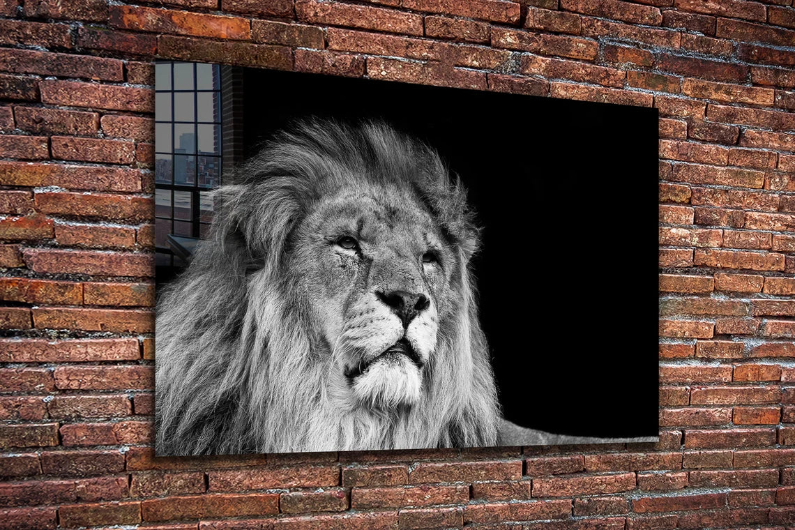 Lion Face B&W View UV Direct Aluminum Print Australian Made Quality