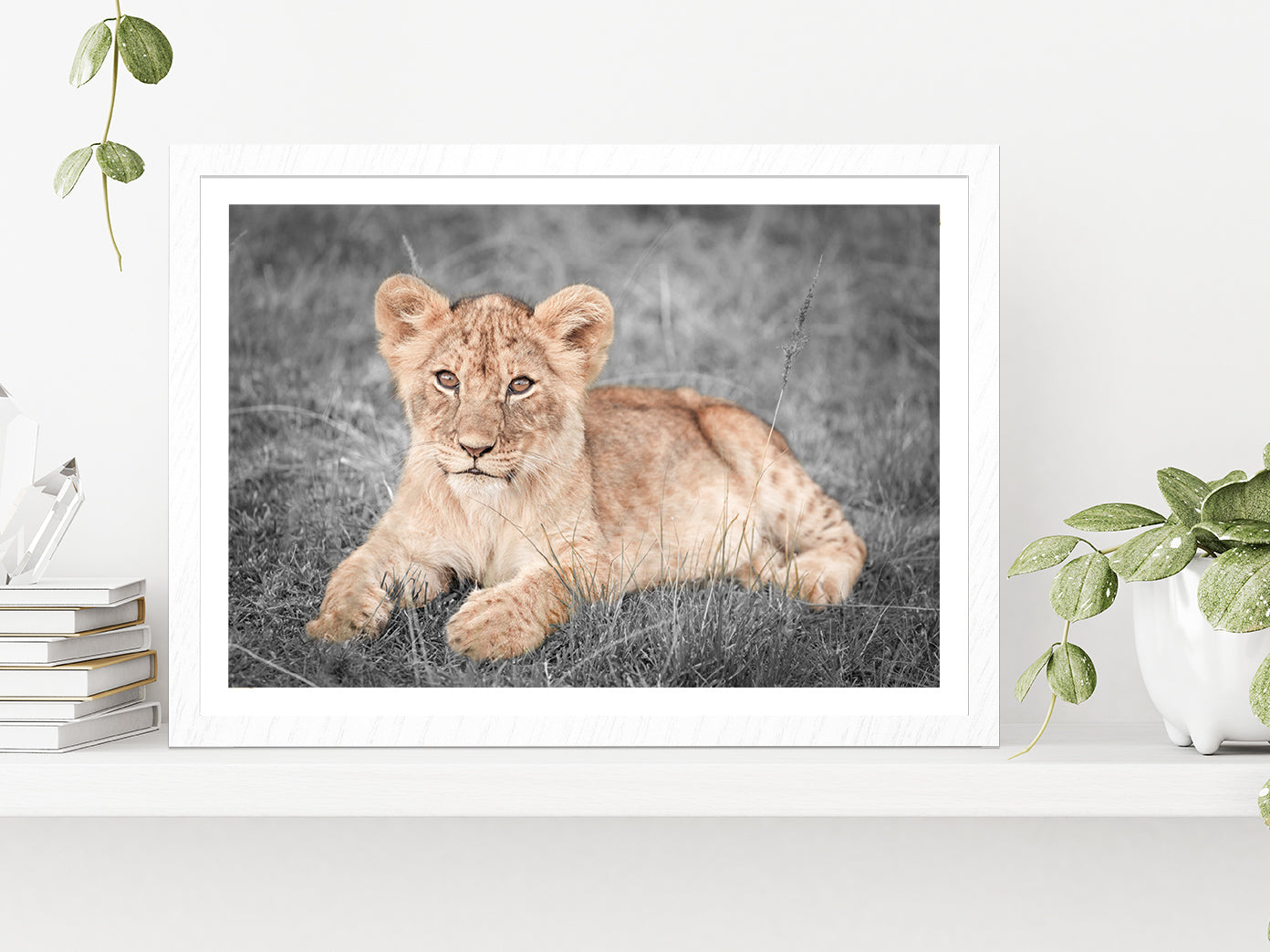 Faded Lion Cub on B&W Grass Field Photograph Glass Framed Wall Art, Ready to Hang Quality Print With White Border White