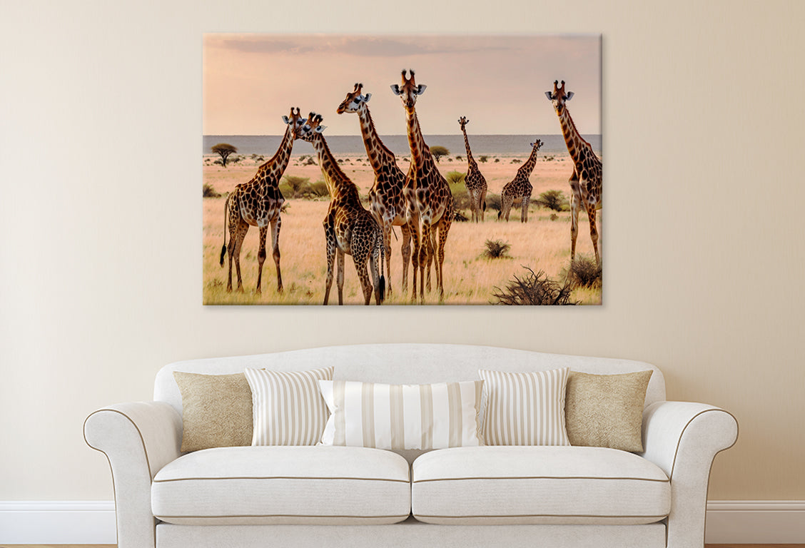 Giraffes in Kalahari Desert Wall Art Decor 100% Australian Made - Bella Home Decor