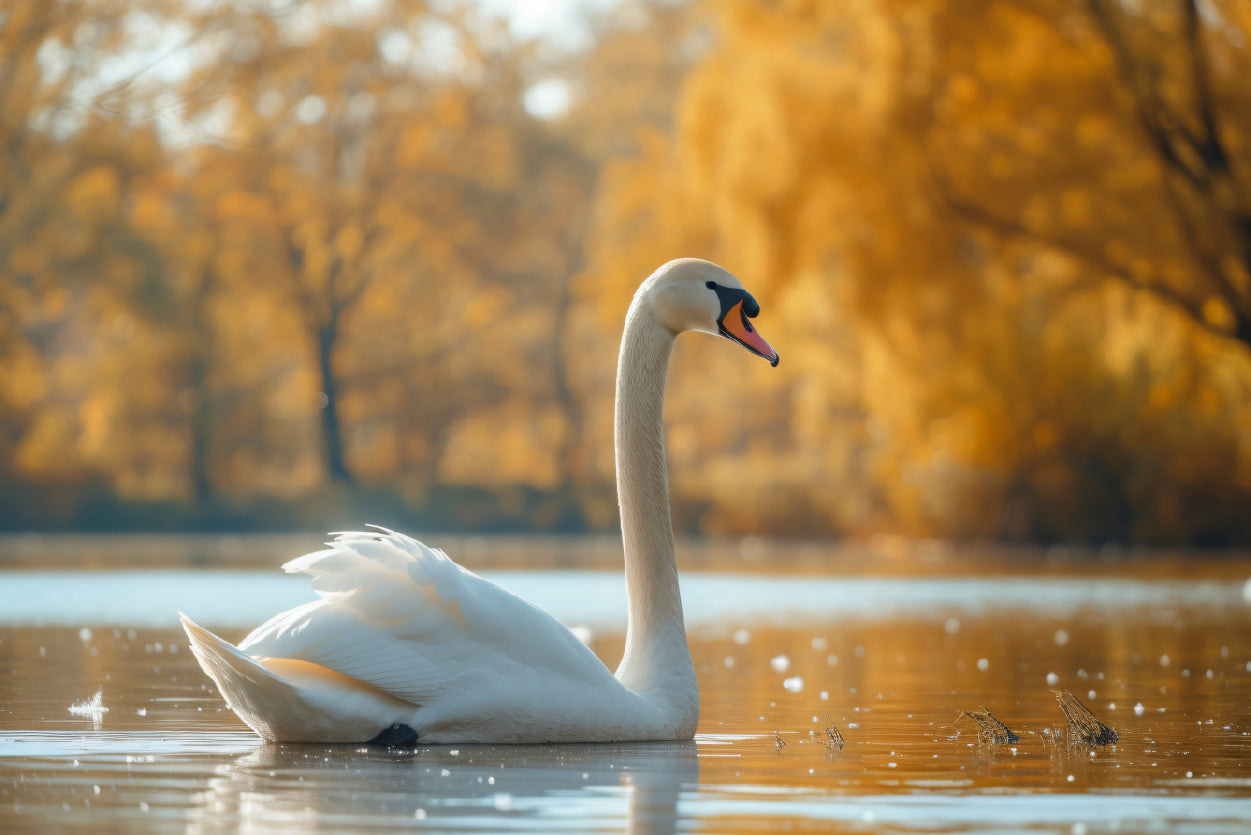 Swans on Autumn Pond View Print 100% Australian Made - Bella Home Decor