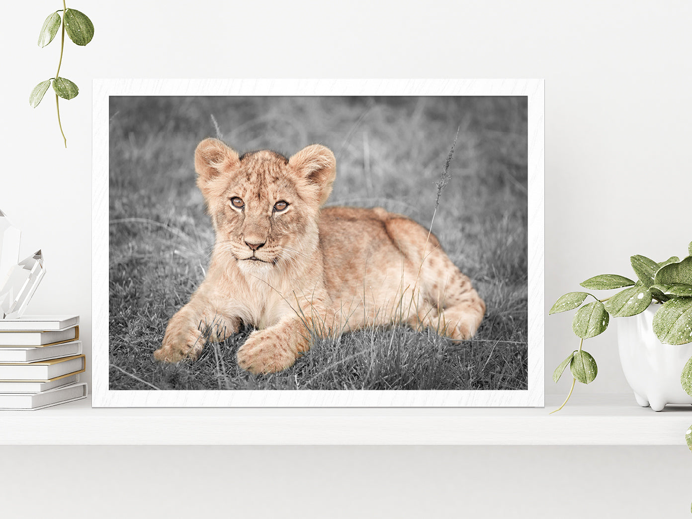 Faded Lion Cub on B&W Grass Field Photograph Glass Framed Wall Art, Ready to Hang Quality Print Without White Border White