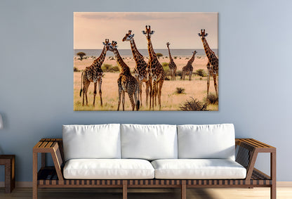 Giraffes in Kalahari Desert Wall Art Decor 100% Australian Made - Bella Home Decor