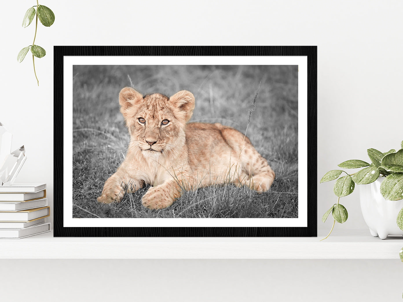 Faded Lion Cub on B&W Grass Field Photograph Glass Framed Wall Art, Ready to Hang Quality Print With White Border Black