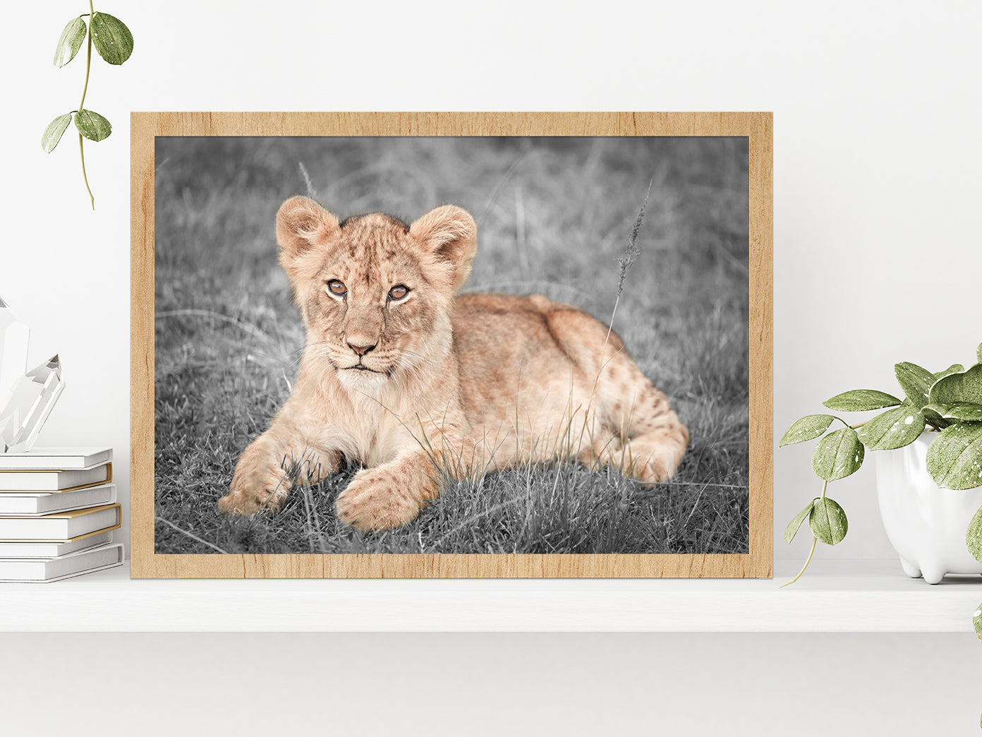 Faded Lion Cub on B&W Grass Field Photograph Glass Framed Wall Art, Ready to Hang Quality Print Without White Border Oak