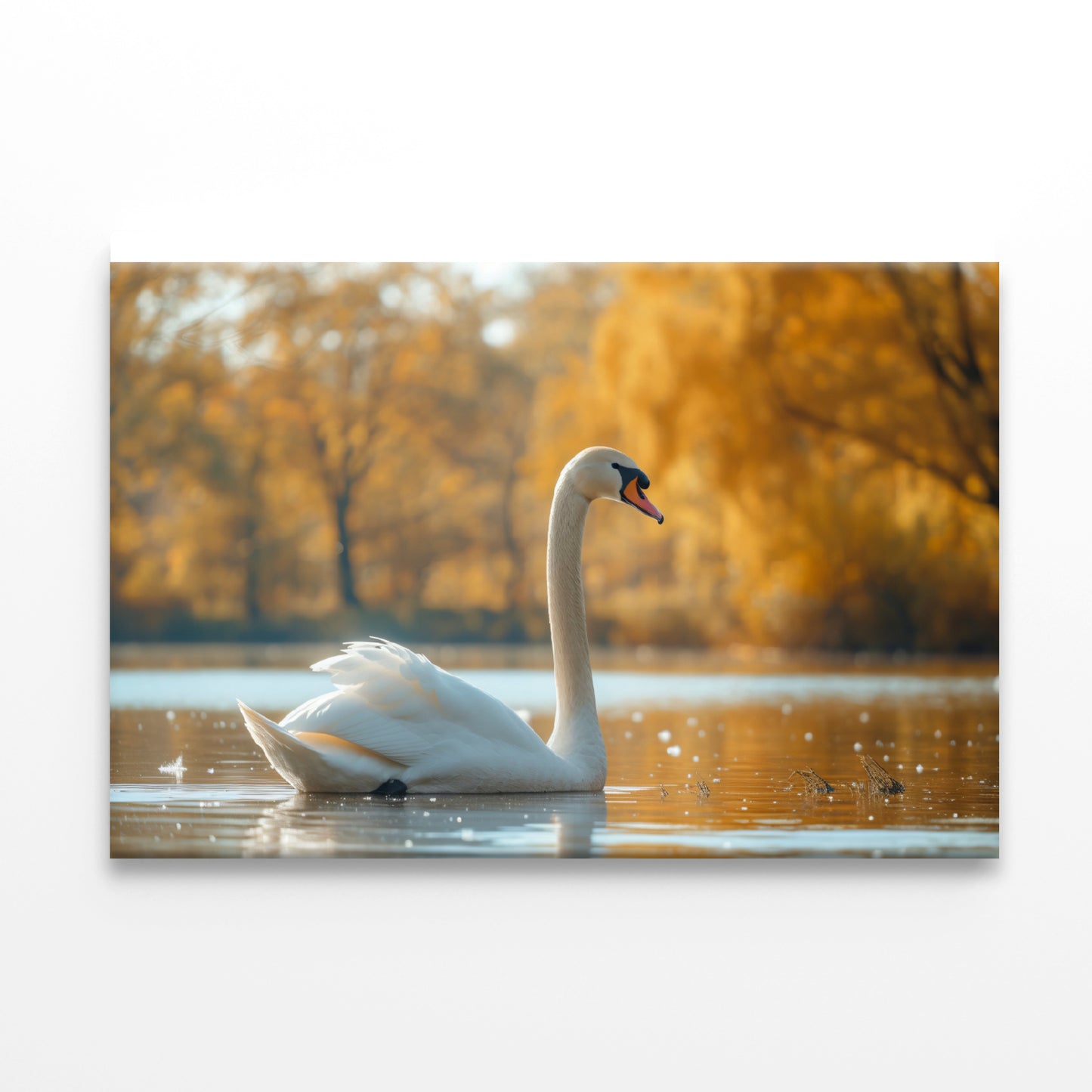 Swans on Autumn Pond View Print 100% Australian Made - Bella Home Decor