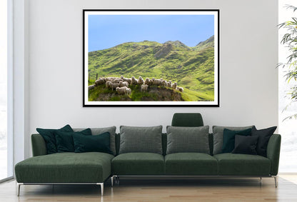 Flock Of Sheep Standing on Knoll With New Zealand Home Decor Premium Quality Poster Print Choose Your Sizes