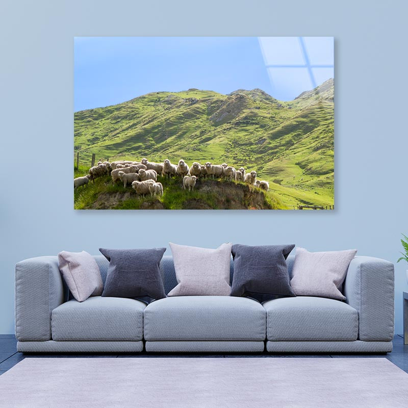 Flock Of Sheep Standing on Knoll With New Zealand Acrylic Glass Print Tempered Glass Wall Art 100% Made in Australia Ready to Hang - Bella Home Decor