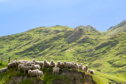 Flock Of Sheep Standing on Knoll With New Zealand Acrylic Glass Print Tempered Glass Wall Art 100% Made in Australia Ready to Hang - Bella Home Decor