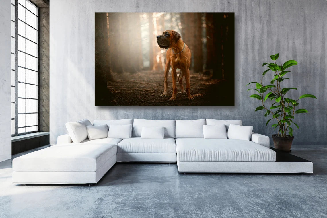 Great Dane Wall Art UV Direct Aluminum Print Australian Made Quality