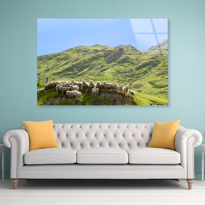Flock Of Sheep Standing on Knoll With New Zealand Acrylic Glass Print Tempered Glass Wall Art 100% Made in Australia Ready to Hang - Bella Home Decor