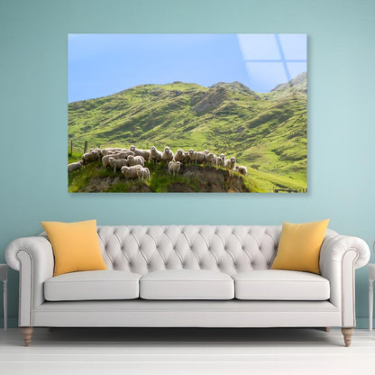 Flock Of Sheep Standing on Knoll With New Zealand Acrylic Glass Print Tempered Glass Wall Art 100% Made in Australia Ready to Hang - Bella Home Decor