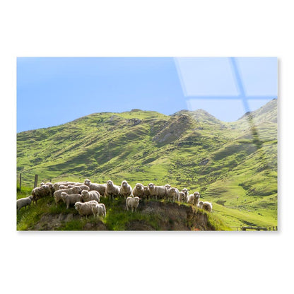 Flock Of Sheep Standing on Knoll With New Zealand Acrylic Glass Print Tempered Glass Wall Art 100% Made in Australia Ready to Hang - Bella Home Decor