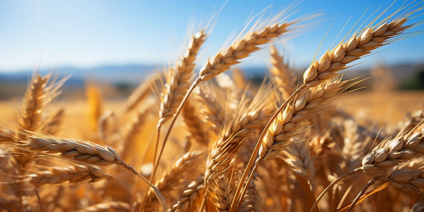 Ripe Harvest Wheat Ears Field Crop Wall Art Canvas Office Home Framed 120x60cm