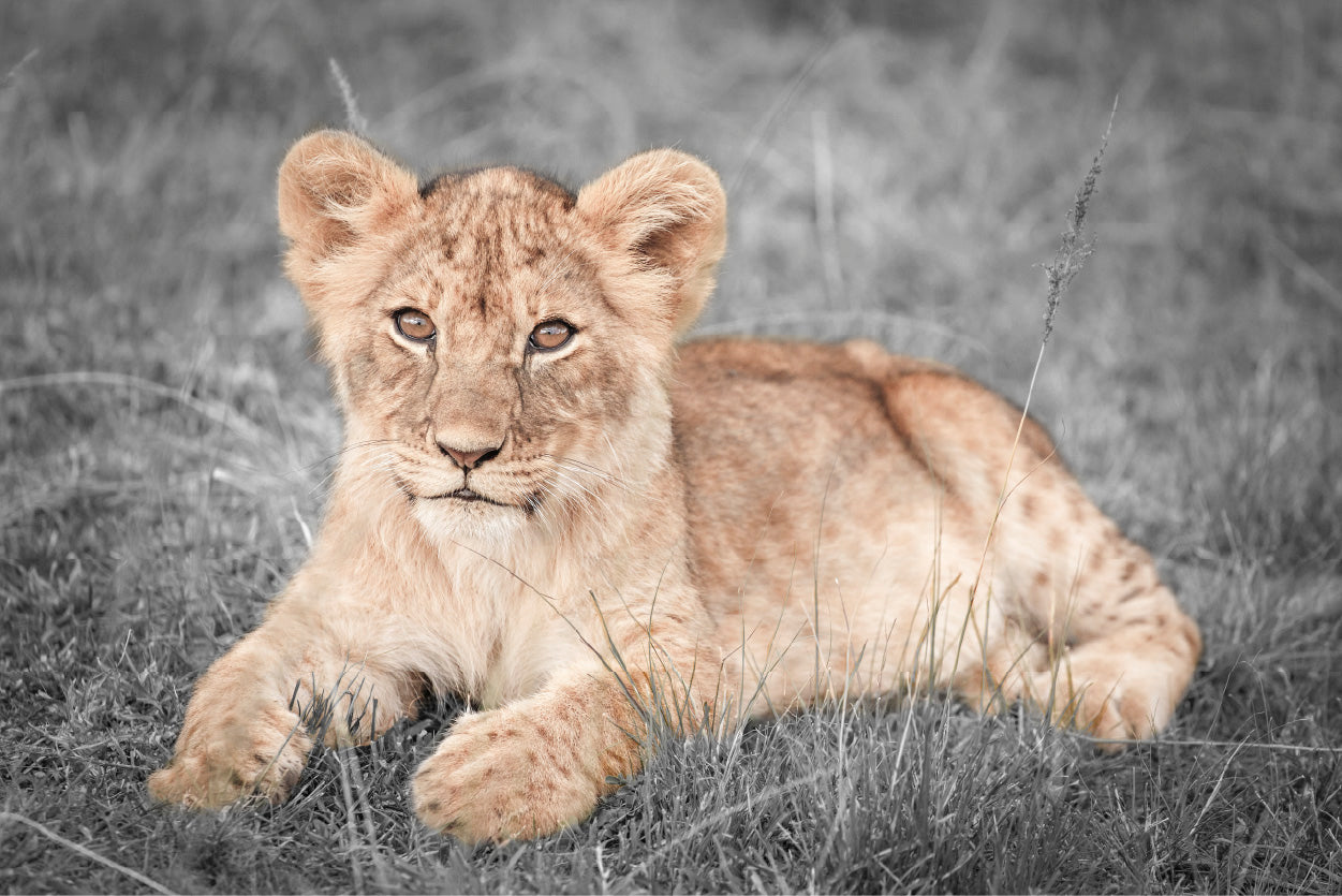 Faded Lion Cub on B&W Grass Field Photograph Glass Framed Wall Art, Ready to Hang Quality Print