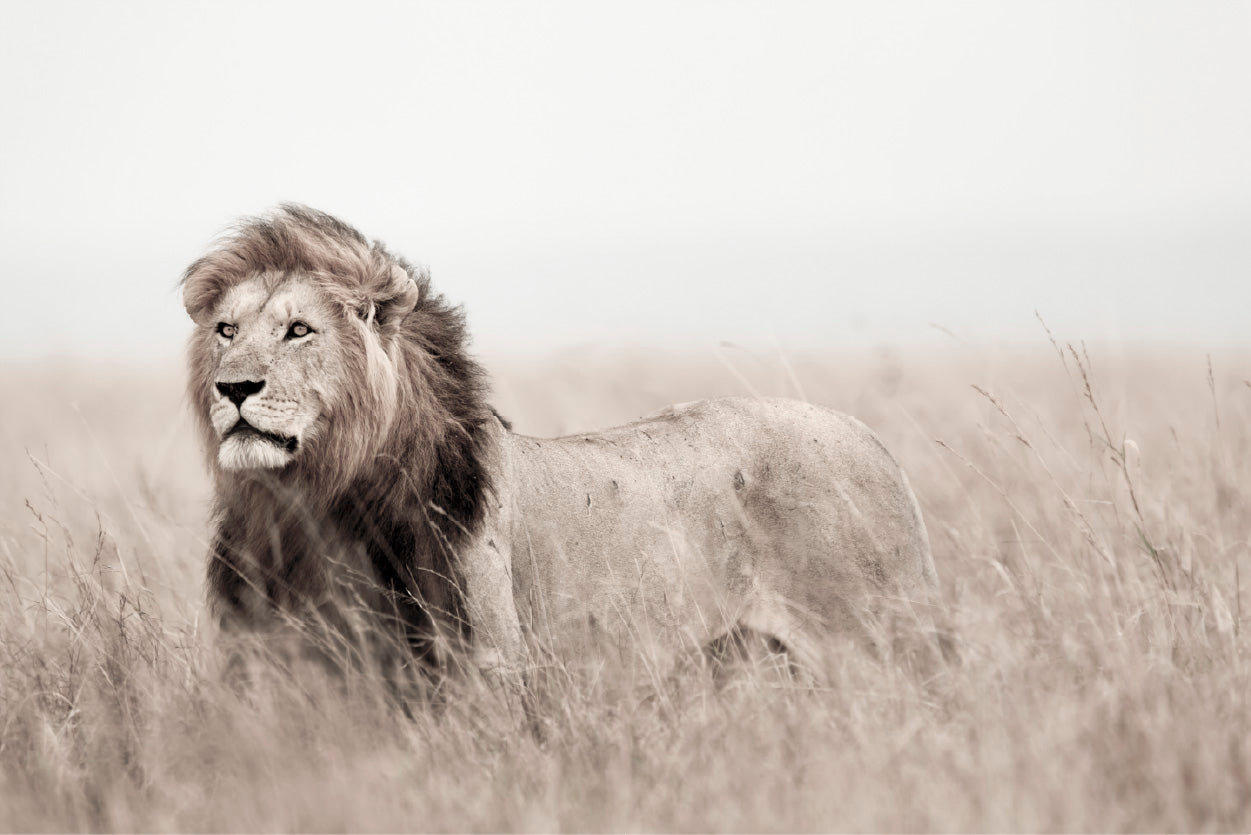 Lion in Grass Field Faded Landscape Photograph Glass Framed Wall Art, Ready to Hang Quality Print