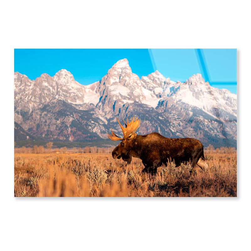 Bull Moose in Mountain Sky  Acrylic Glass Print Tempered Glass Wall Art 100% Made in Australia Ready to Hang